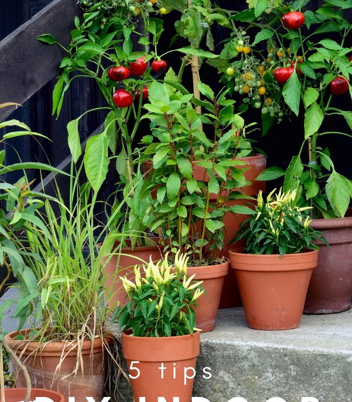 5 Tips for a DIY Indoor Herb Garden